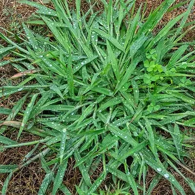 Crabgrass