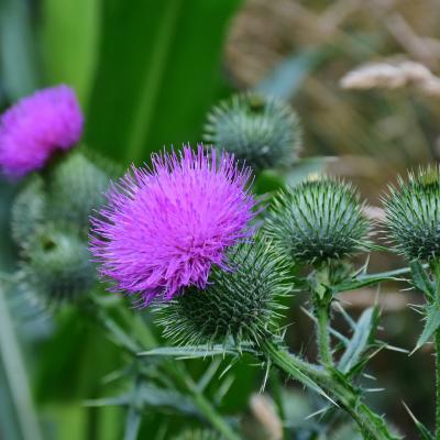 Thistle
