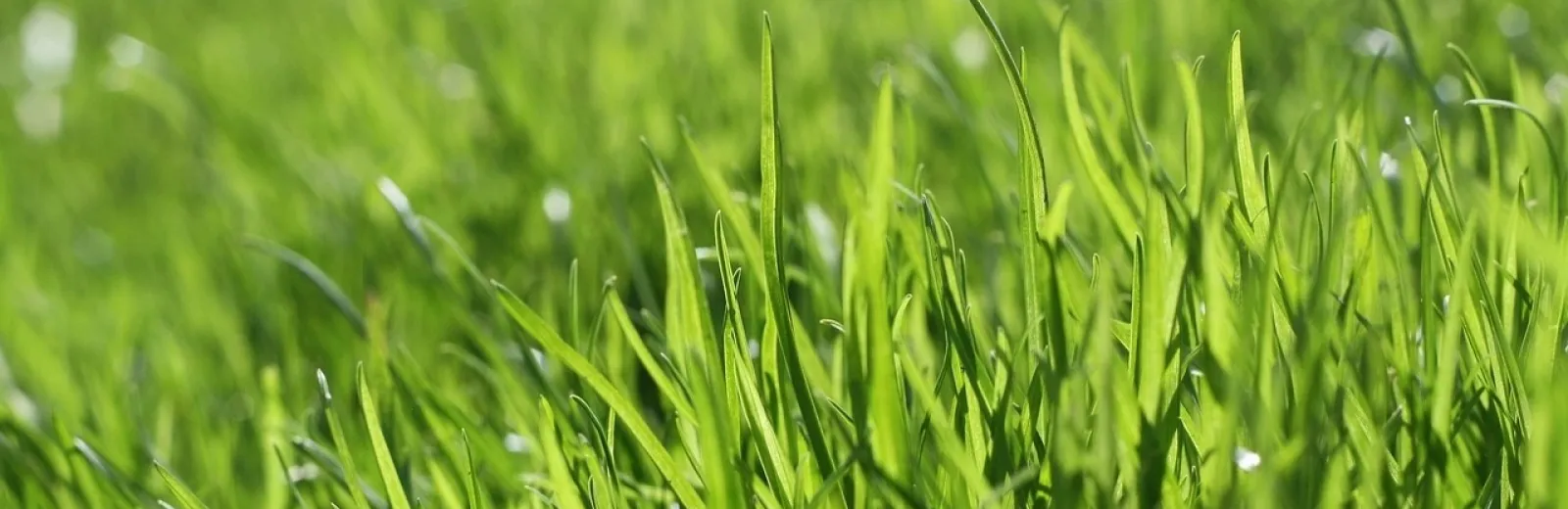 lawn in san antonio texas