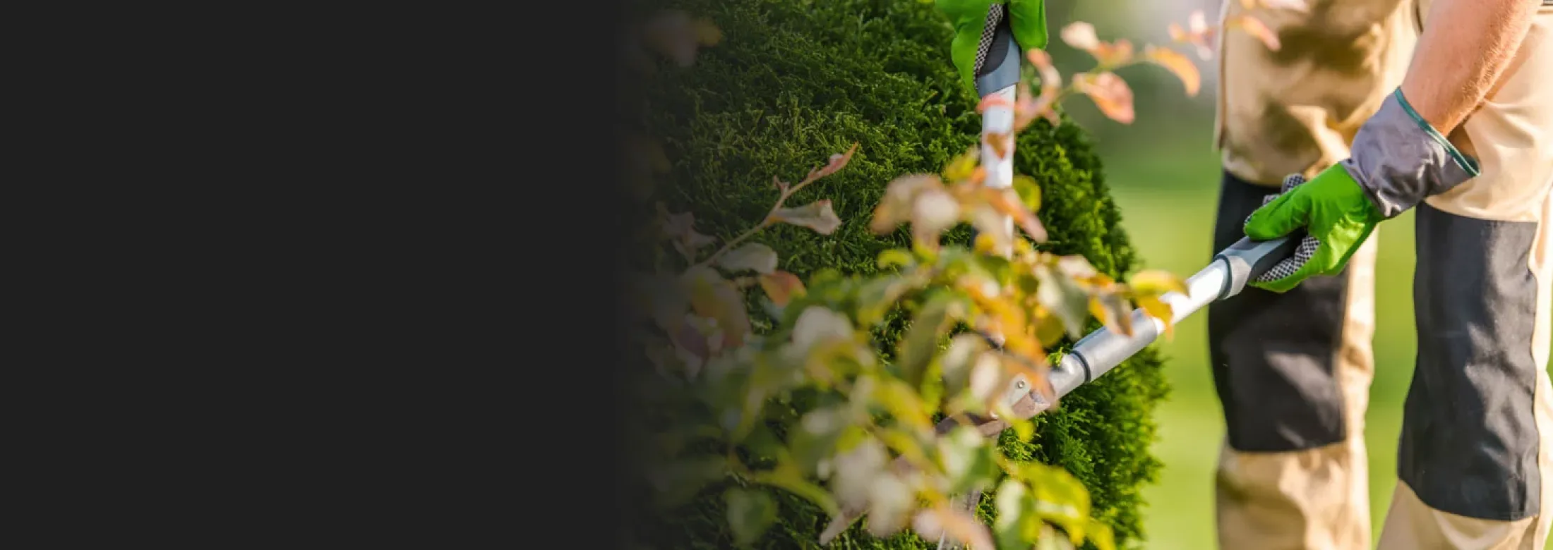 Tree and shrub pruning