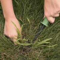 Someone manually pulling crabgrass