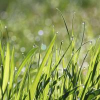 Grass covered in dew