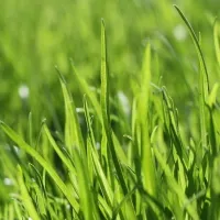 lawn in san antonio texas