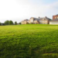 A healthy green lawn