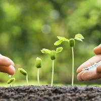 Seedling getting fertilized
