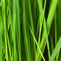 green grass blades