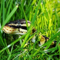snake in the grass