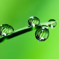 grass with water droplets on it