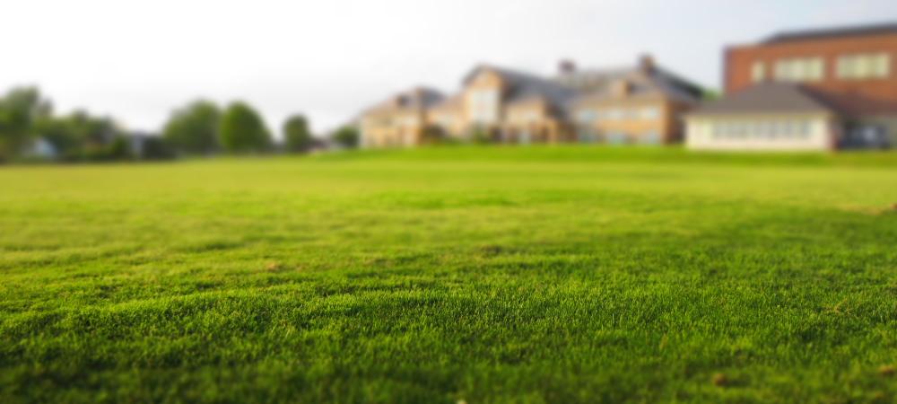 A healthy green lawn
