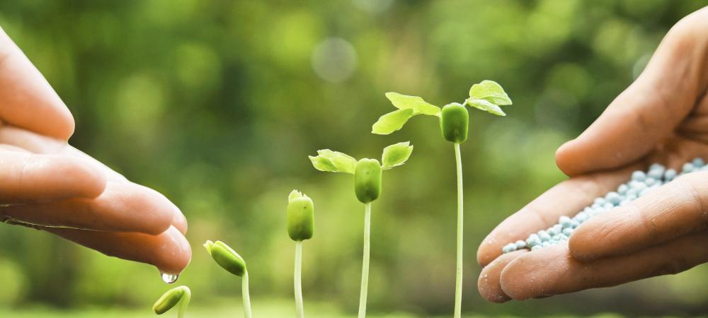 Seedling getting fertilized