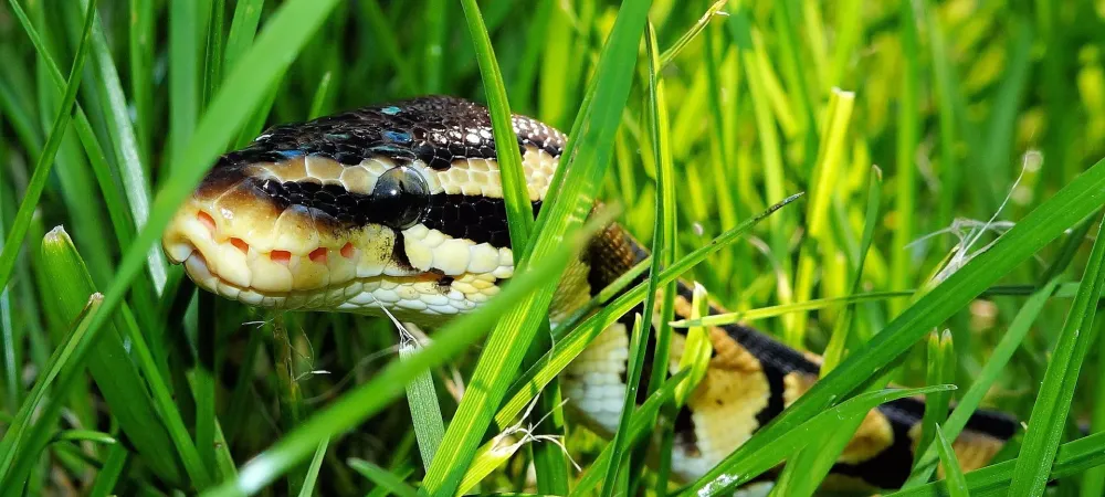 snake in the grass