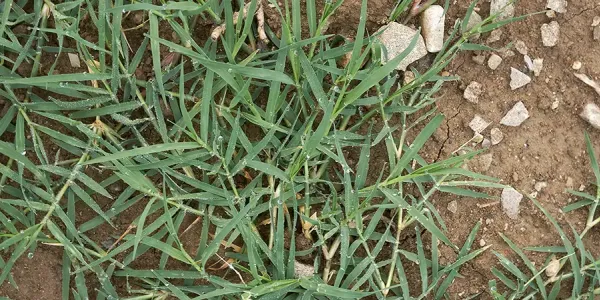 bermuda grass