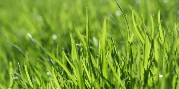 lawn in san antonio texas