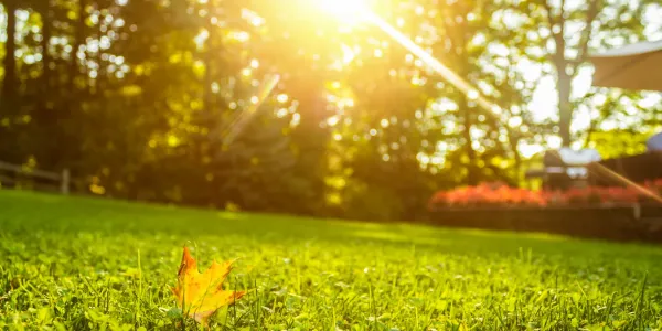 grass with a fall leaf in the foreground 