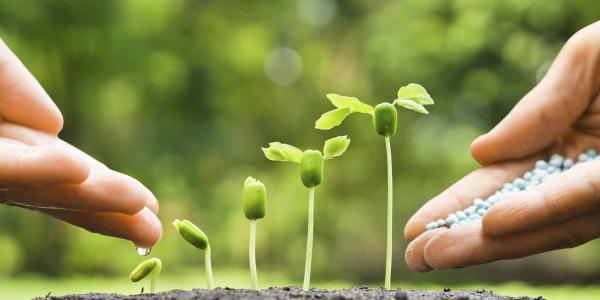 Seedling getting fertilized