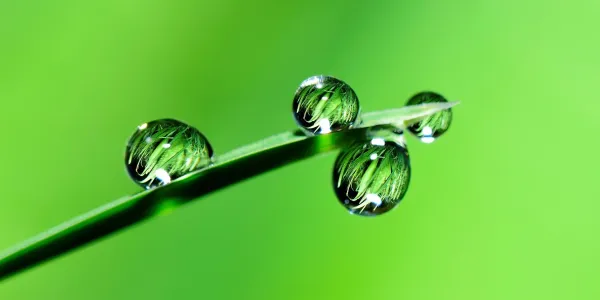 grass with water droplets on it
